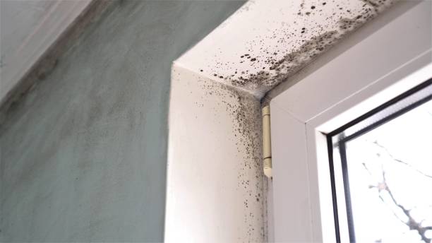 Best Real Estate Mold Inspection  in Lifornia City, CA