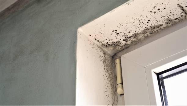 Forensic Mold Investigation in California City, CA