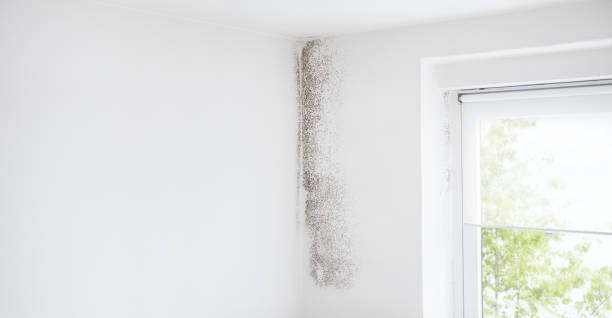 Best Mold Damage Restoration  in Lifornia City, CA