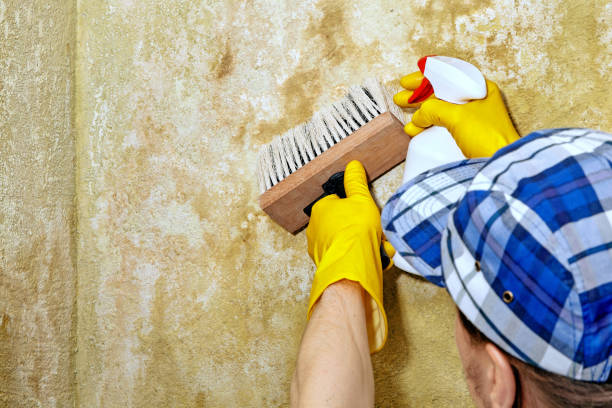 Professional Mold Removal in California City, CA