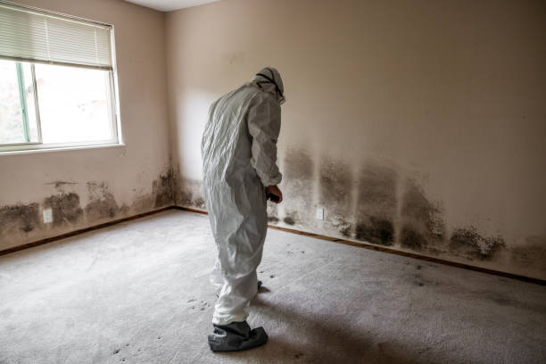 Best Forensic Mold Investigation  in Lifornia City, CA