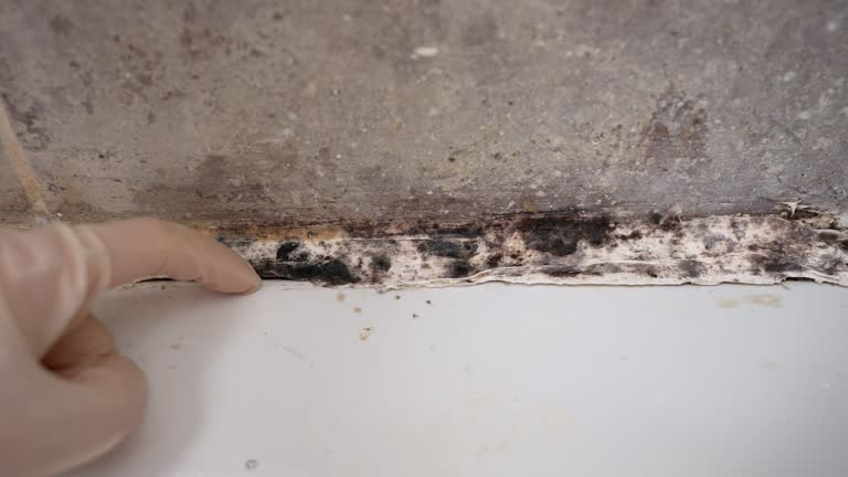  Lifornia City, CA Mold Removal Pros